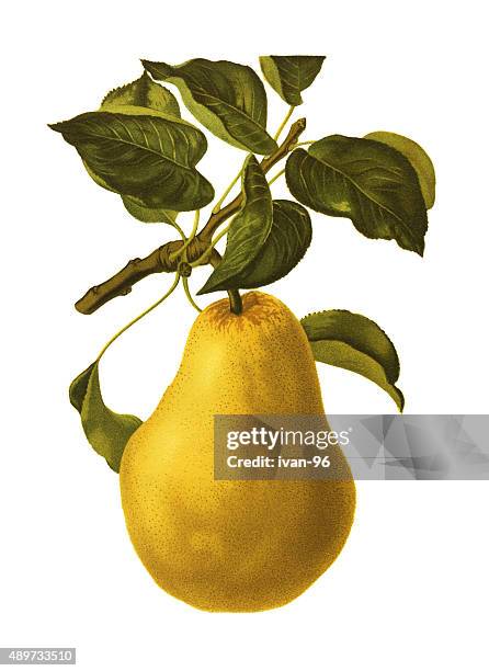 pear - pear tree stock illustrations