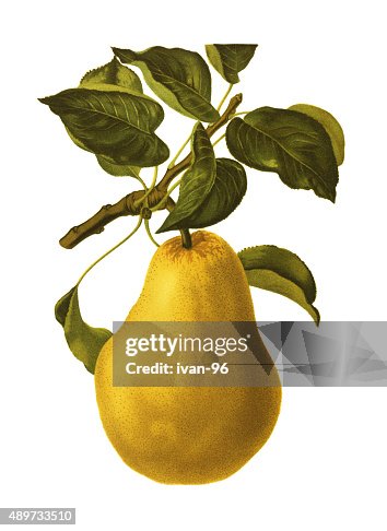 Pear Pear