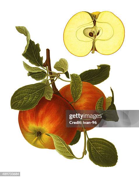 apples - plant part stock illustrations