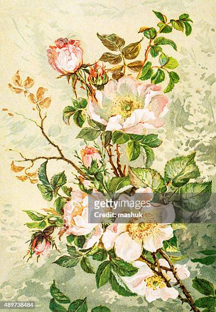 bildbanksillustrationer, clip art samt tecknat material och ikoner med wild rose 19 century illustration - handmålad