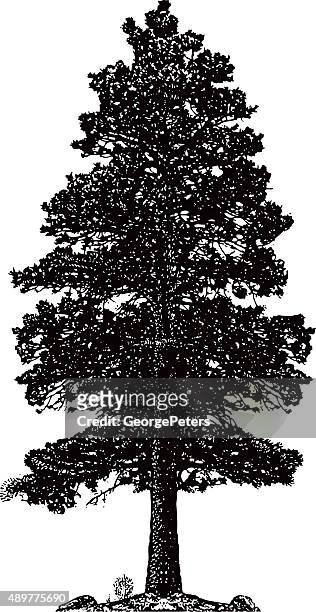 ponderosa pine tree silhouette isolated on white - zion national park stock illustrations