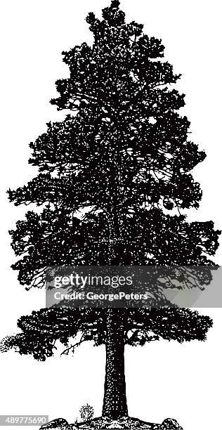 ponderosa pine tree silhouette isolated on white - ponderosa pine tree stock illustrations