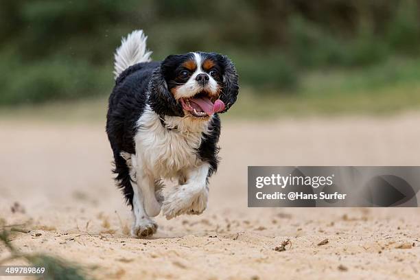 cavalier king charles spaniel running - cavalier king charles spaniel stock-fotos und bilder