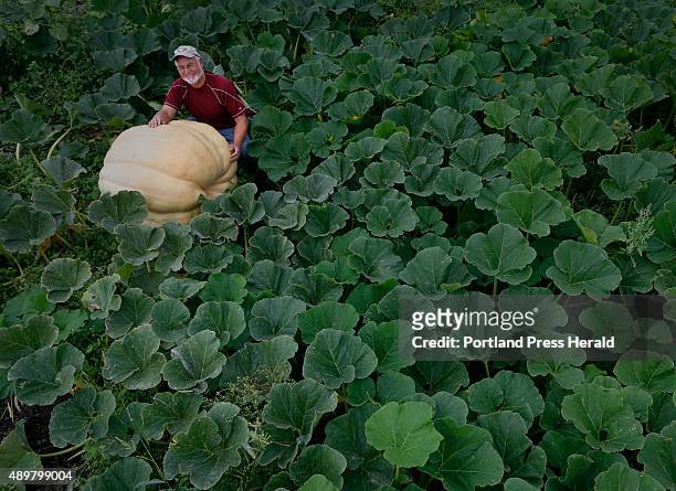 John Chandler with his giant pumpkins he grows at Springbrook Farm to show at the Cumberland Fair. This pumpkin, which is nearing 600 pounds is his...