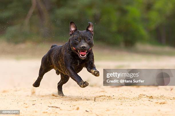 an english stafford on one leg - stafford terrier stock pictures, royalty-free photos & images