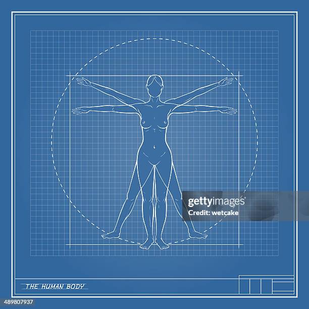 female body blueprint - leonardo da vinci stock illustrations