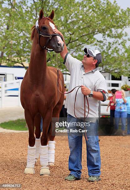 Assistant trainer Alan Sherman leads Kentucky Derby winner California Chrome to the barn after arriving at Pimlico Race Course in preparation for the...