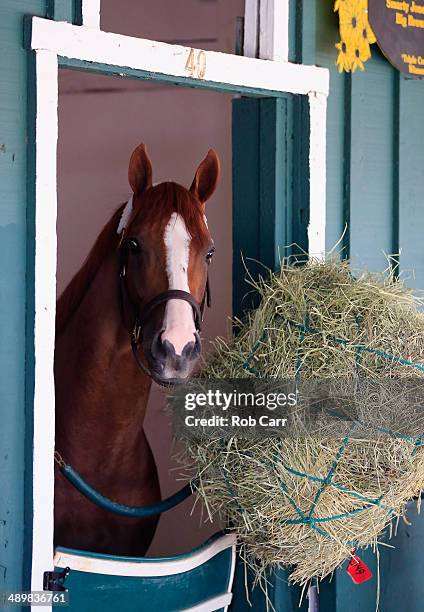 Kentucky Derby winner California Chrome looks out from his stall after arriving at Pimlico Race Course in preparation for the 139th Preakness Stakes...