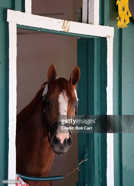 Kentucky Derby winner California Chrome looks out from his stall after arriving at Pimlico Race Course in preparation for the 139th Preakness Stakes...