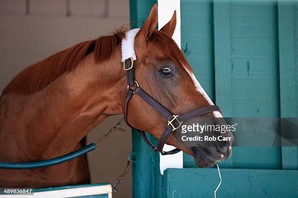 Kentucky Derby winner California Chrome eats hay while looking out from his stall after arriving at Pimlico Race Course in preparation for the 139th...