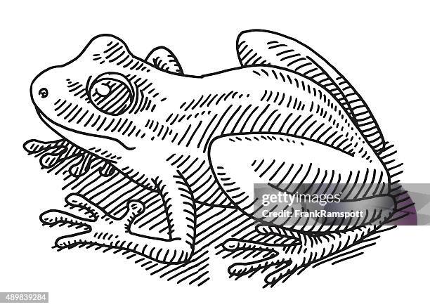 Vector Line Drawing Frog 189 Frog Line Drawing Stock Photos, High-Res Pictures, and Images ...