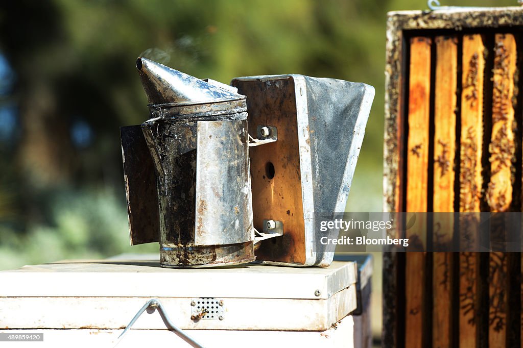 Almond Plantations As Bees Go Missing On Soaring Almond Prices