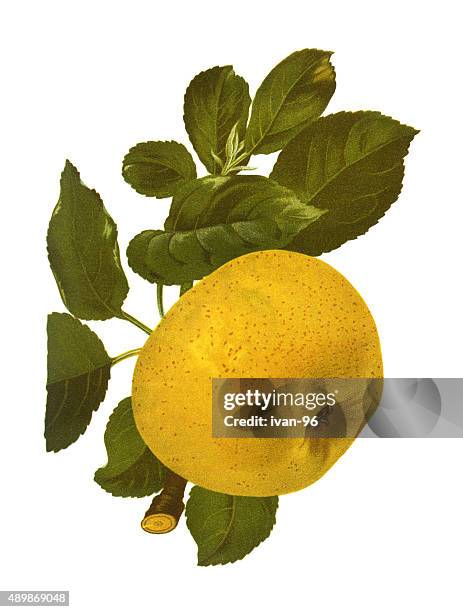 apple - leaf pile stock illustrations