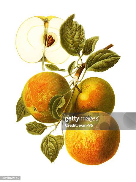 apples - brown apple stock illustrations