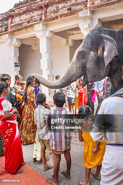 pilgrims blessed by lakshmi temple elephant virupaksha temple hampi india - laxmi stock pictures, royalty-free photos & images