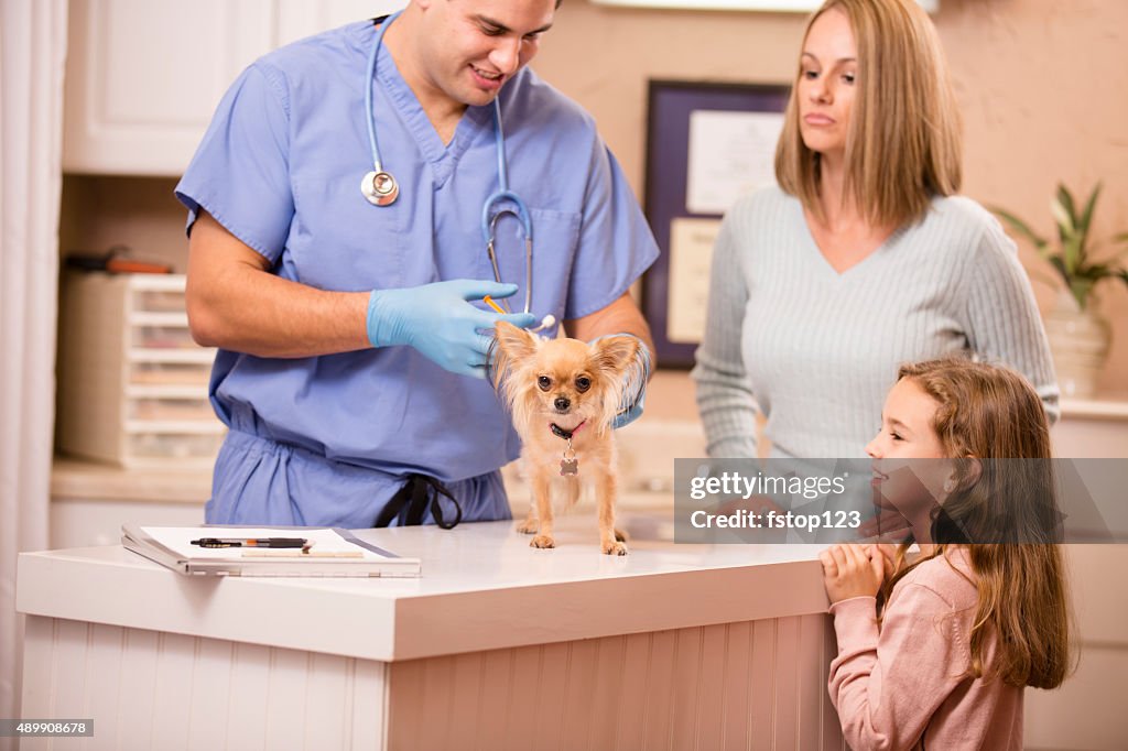 Veterinarian examines Chihuahua dog. Vaccination. Pet owners, family look on.