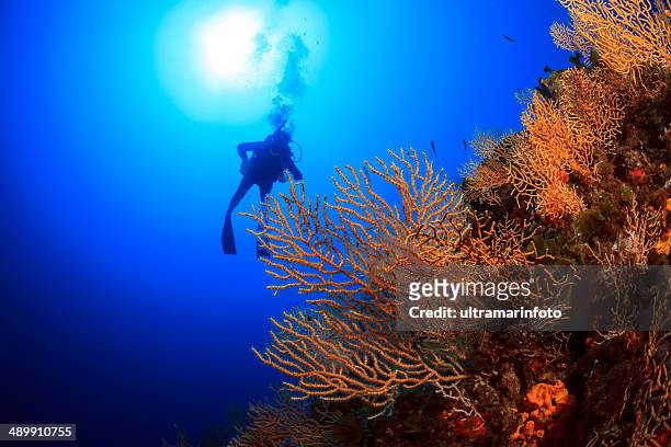 la plongée sous-marine-récif gorgonians suba - coral colored photos et images de collection