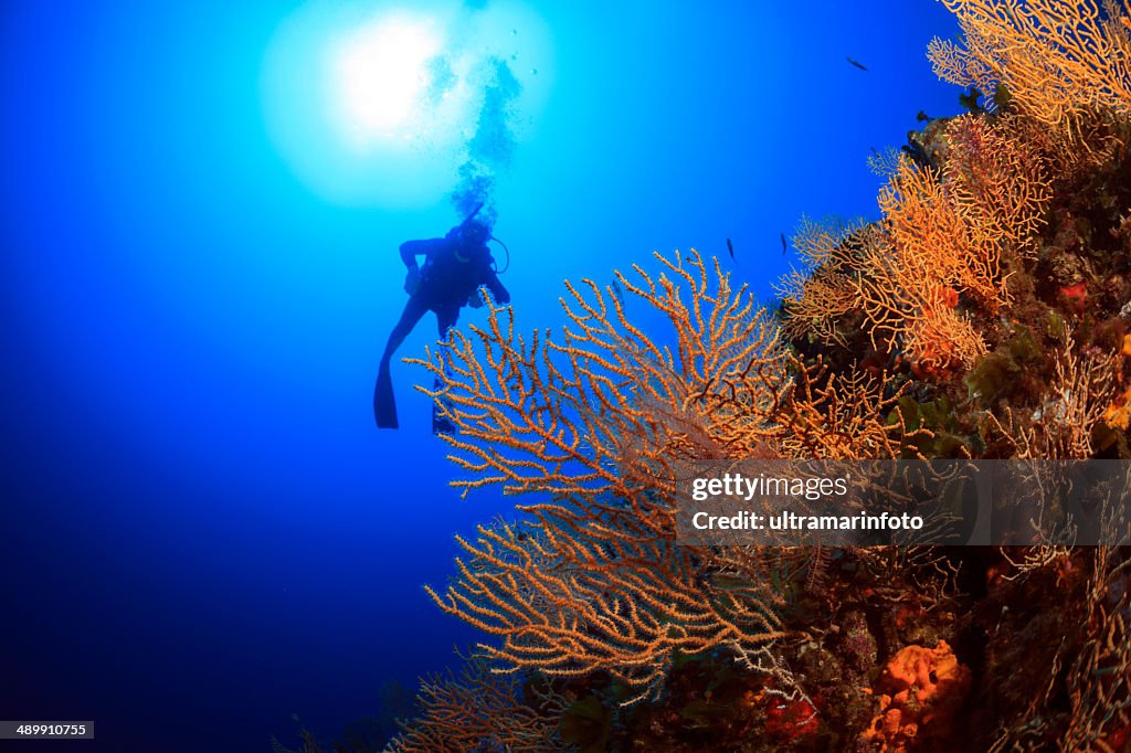 Suba diving - Gorgonians reef