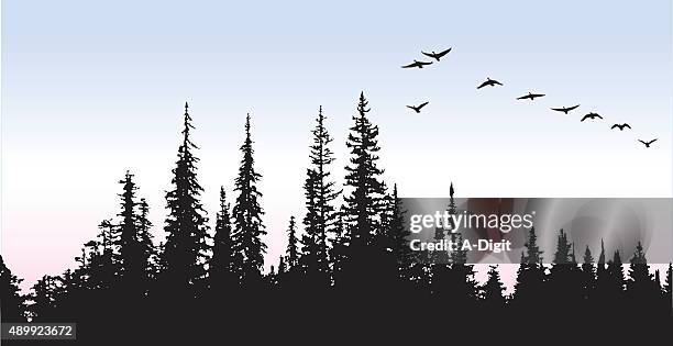 canadian geese glying above the trees - pine tree silhouette vector stock illustrations