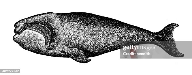 Bowhead whale Bowhead whale