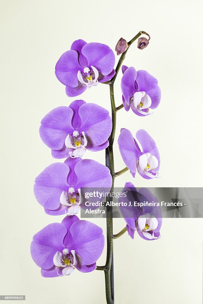 Several purple orchids