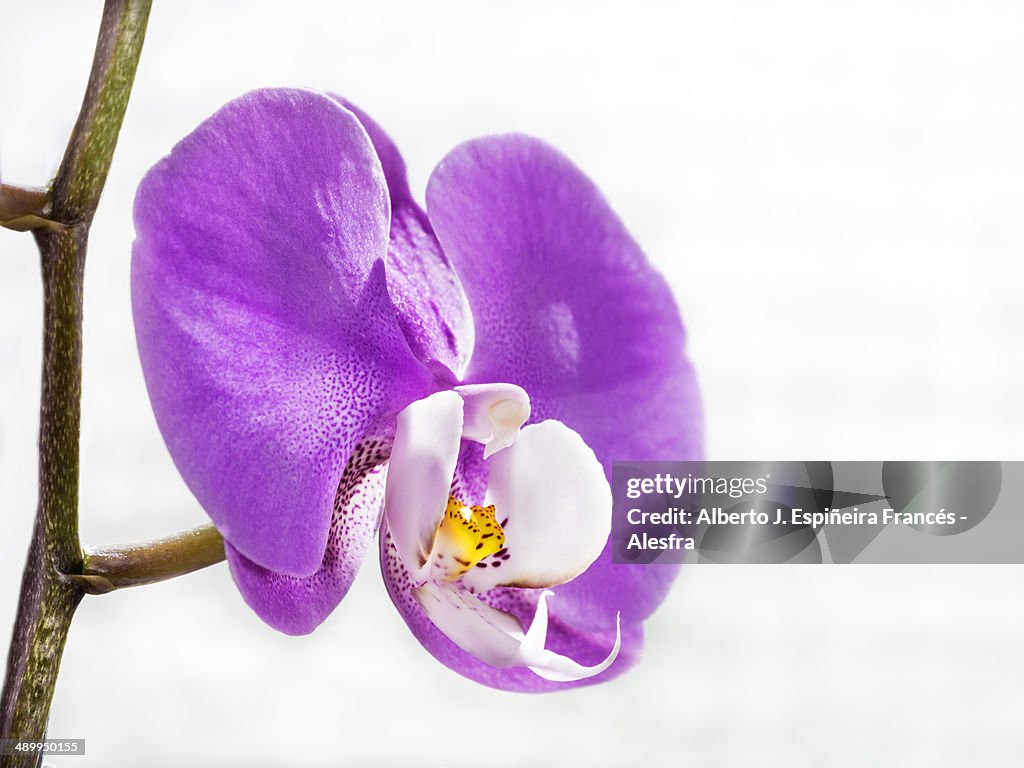 Purple Orchid