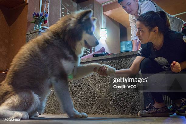 Owner of a hostel shakes "hands" with her Alaskan malamute who welcomes visitors through scaning the Paypal code on its neck on September 19, 2015 in...