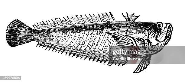 antique illustration of lesser weever (echiichthys vipera) - ray finned fish stock illustrations