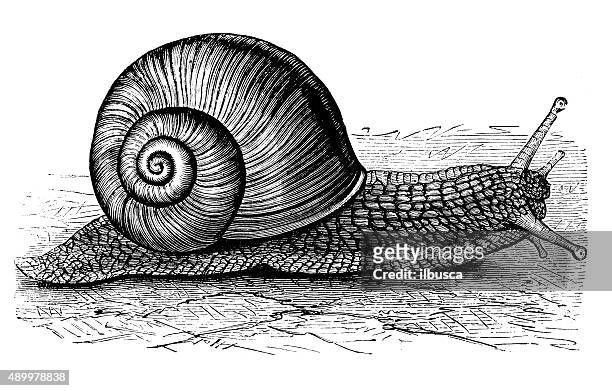 antique illustration of burgundy snail or escargot (helix pomatia) - pond snail stock illustrations