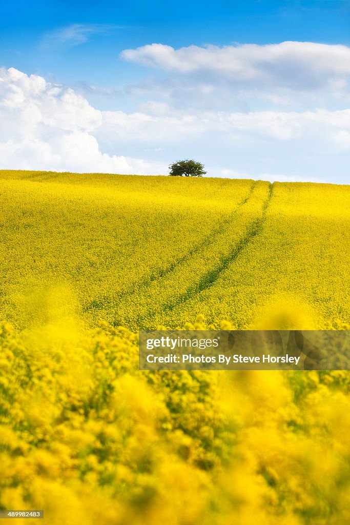 Rape seed field