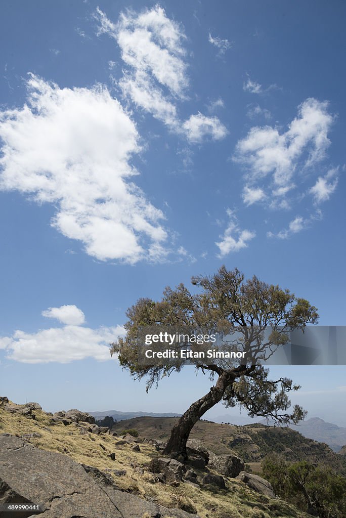 Simien Mountains national park. Ethiopia.