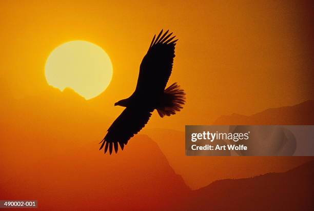 bald eagle (haliaeetus leucocephalus) (digital composite) - eagle bird stockfoto's en -beelden