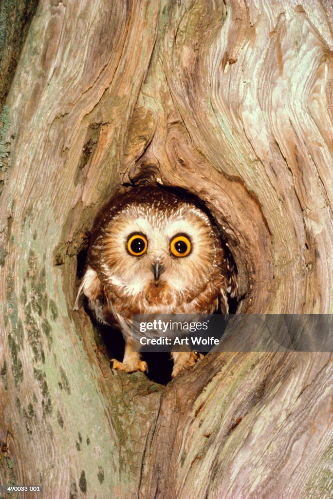 Northern saw-whet owl (Aegolius acadicus) in tree cavity, USA