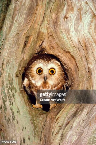 northern saw-whet owl (aegolius acadicus) in tree cavity, usa - sägekauz stock-fotos und bilder