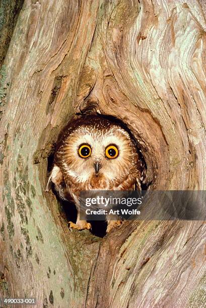 northern saw-whet owl (aegolius acadicus) in tree cavity, usa - animales salvajes fotografías e imágenes de stock
