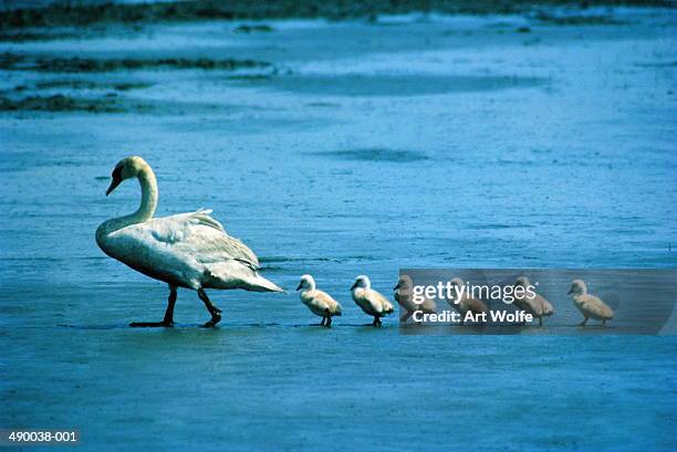 mute swan (cygnus olor) with chicks - follow the leader stock pictures, royalty-free photos & images