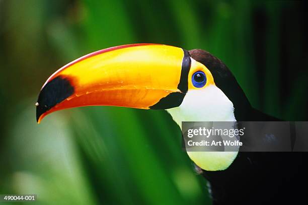 toco toucan (ramphastos toco), close-up - toucan stock pictures, royalty-free photos & images