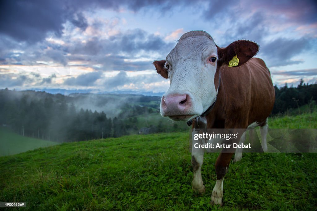 Swiss cow snout with magic landscape at sunset.