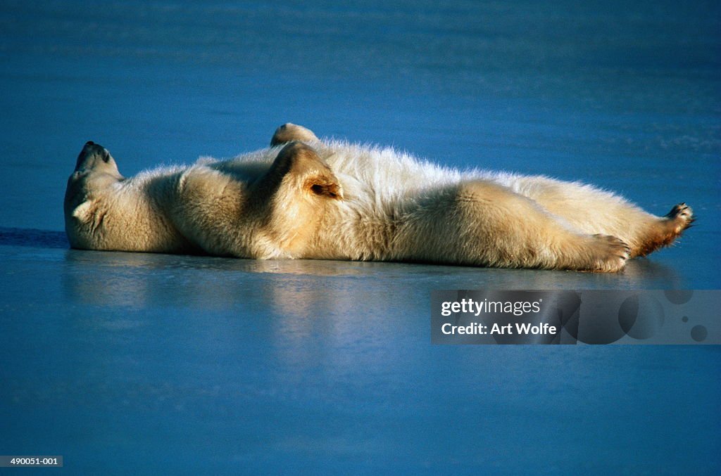 Polar bear (Ursus maritimus) lying on back on ice, Canada