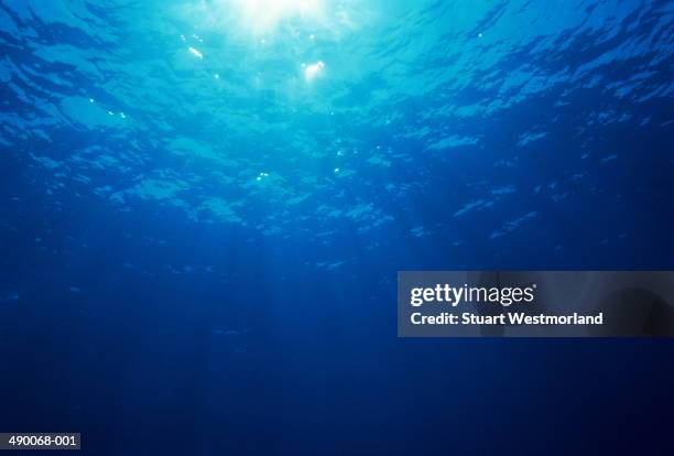sunlight streaming through clear tropical water,kona,hawaii,usa - sottomarino subacqueo foto e immagini stock