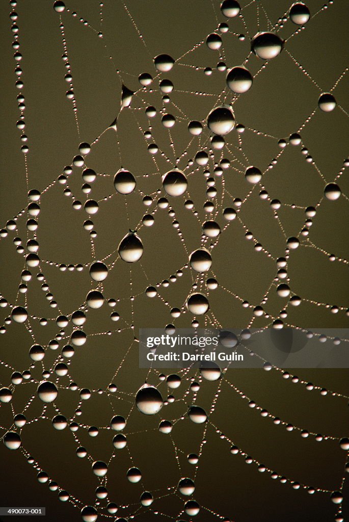 Dewdrops on spider's web, close-up