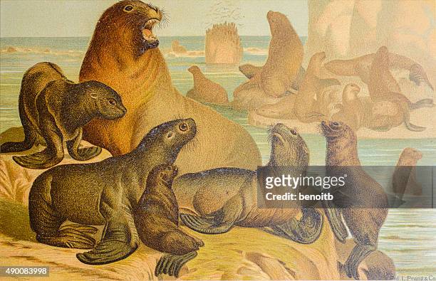 sea lions - sea lion stock illustrations