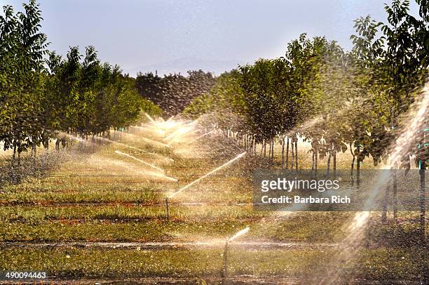 sprinkler irrigation on young walnut orchard - walnut farm stock pictures, royalty-free photos & images