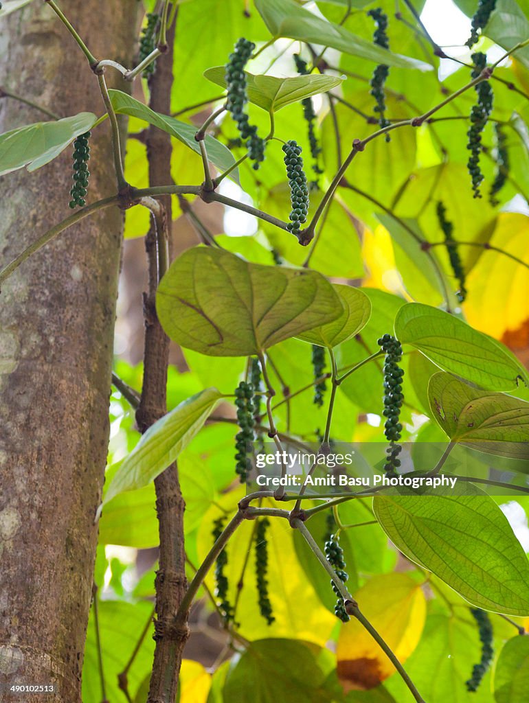 Black Pepper Spice Tree High-Res Stock Photo - Getty Images