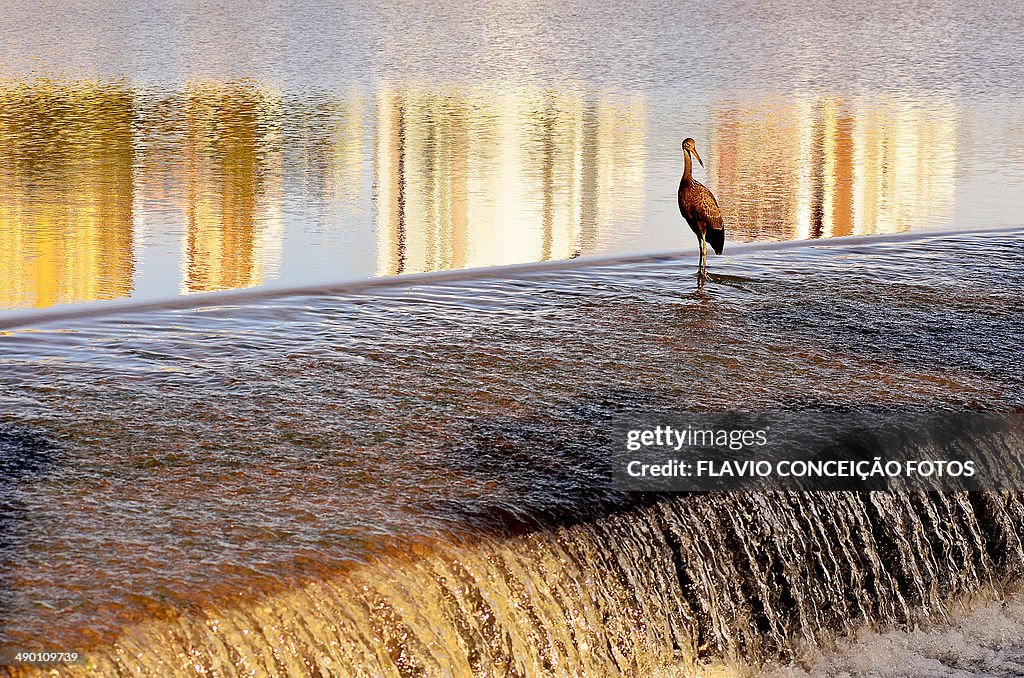 Carão bird lake Brazil