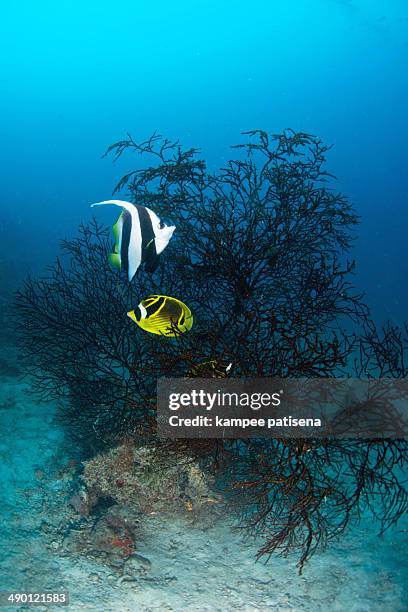 longfin bannerfish and butterflyfish - longfin bannerfish stock-fotos und bilder