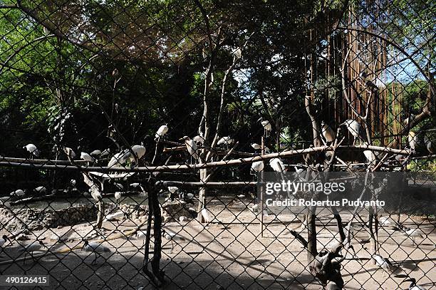 Black-headed ibis and Nankeen-night heron numbers exceeds the capacity of a housing at Surabaya Zoo on May 13, 2014 in Surabaya, Indonesia. South...