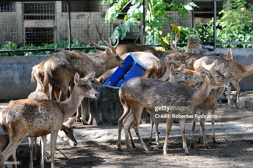 Surabaya Zoo Works To Improve Animal Care Standards