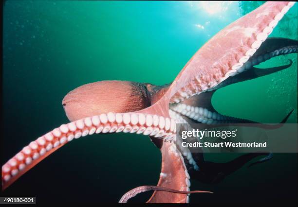 giant pacific octopus - giant octopus stock pictures, royalty-free photos & images
