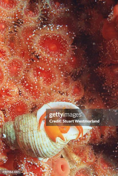 orange hermit crab amongst strawberry anemones - hermit crab stock pictures, royalty-free photos & images